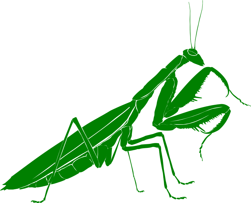mantis