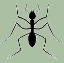 fourmis