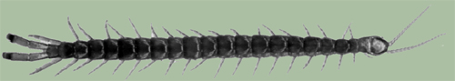 chilopodes