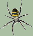 argiope