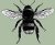 bombus