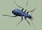 carabus